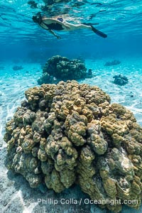 Swimmer over coral head in warm clear waters of Moorea lagoon, French Polynesia