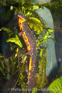 Swordtail newt, Cynops ensicauda