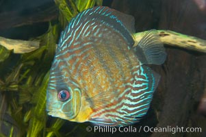 Wild discus.  The female wild discuss will lay several hundred eggs and guard them until they hatch.  Once they emerge, the young fish attach themselves to the sides of their parents for the first few weeks of their lives, feeding on a milky secretion produced by glands in the parents flanks, Symphysodon discus