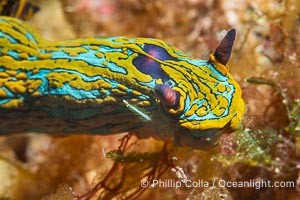 Tambja abdere nudibranch, Sea of Cortez, Mexico, Tambja abdere, Isla Angel de la Guarda, Baja California