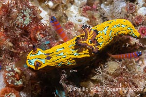 Tambja abdere nudibranch, Sea of Cortez, Mexico, Tambja abdere, Isla Angel de la Guarda, Baja California