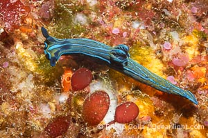 Tambja eliora nudibranch, Sea of Cortez, Mexico, Tambja eliora, Isla Angel de la Guarda, Baja California