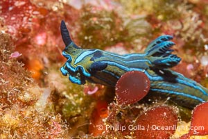 Tambja eliora nudibranch, Sea of Cortez, Mexico, Tambja eliora, Isla Angel de la Guarda, Baja California