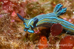 Tambja eliora nudibranch, Sea of Cortez, Mexico, Tambja eliora, Isla Angel de la Guarda, Baja California