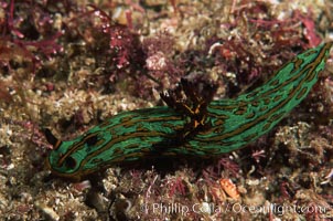 Nudibranch, Tambja fusca, San Benito Islands (Islas San Benito)