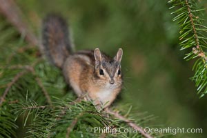 Chipmunk, Tamias, Oregon Caves National Monument