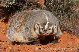 American badger.  Badgers are found primarily in the great plains region of North America. Badgers prefer to live in dry, open grasslands, fields, and pastures, Taxidea taxus