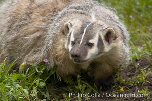 American badger.  Badgers are found primarily in the great plains region of North America. Badgers prefer to live in dry, open grasslands, fields, and pastures, Taxidea taxus