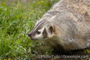 American badger.  Badgers are found primarily in the great plains region of North America. Badgers prefer to live in dry, open grasslands, fields, and pastures, Taxidea taxus