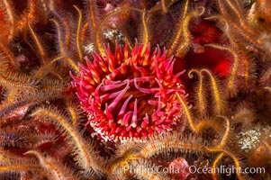 White-spotted rose anemone, Urticina lofotensis, Santa Barbara Island