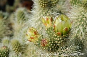 A bloom sprouts from the branch of a Teddy-Bear cholla, Opuntia bigelovii, Joshua Tree National Park, California