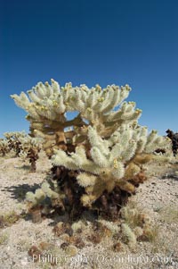 Teddy-Bear cholla, Opuntia bigelovii, Joshua Tree National Park, California