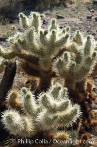 The Teddy-Bear chollas dense array of spines is clearly apparent, Opuntia bigelovii, Joshua Tree National Park, California