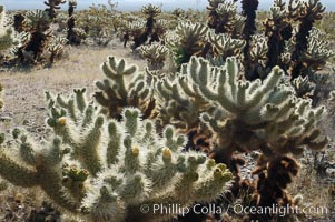 The Teddy-Bear chollas dense array of spines is clearly apparent, Opuntia bigelovii, Joshua Tree National Park, California