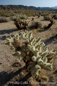 A small forest of Teddy-Bear chollas is found in Joshua Tree National Park. Although this plant carries a lighthearted name, its armorment is most serious, Opuntia bigelovii