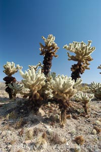 A small forest of Teddy-Bear chollas is found in Joshua Tree National Park. Although this plant carries a lighthearted name, its armorment is most serious, Opuntia bigelovii