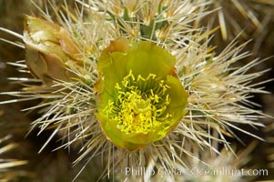 Teddy-Bear cholla blooms in spring. This species is covered with dense spines and pieces easily detach and painfully attach to the skin of distracted passers-by, Opuntia bigelovii, Joshua Tree National Park, California
