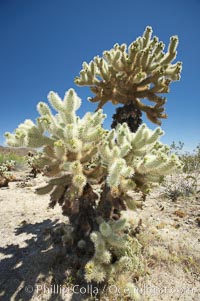 Teddy-Bear cholla cactus. This species is covered with dense spines and pieces easily detach and painfully attach to the skin of distracted passers-by, Opuntia bigelovii, Joshua Tree National Park, California
