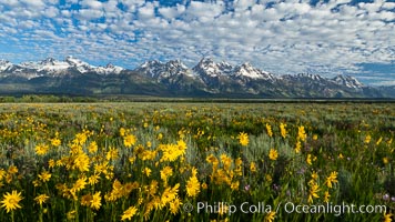 Teton Range and Antelope Flat wildflowers, sunrise, clouds, Grand Teton National Park, Wyoming