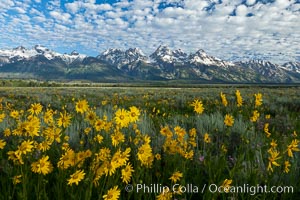 Teton Range and Antelope Flat wildflowers, sunrise, clouds, Grand Teton National Park, Wyoming