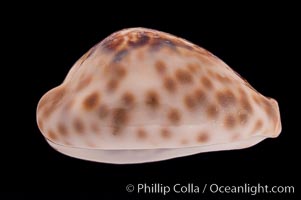 Teulere's Cowrie, Cypraea teulerei