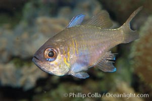 Threadfin cardinalfish, Apogon leptacanthus
