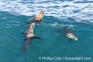 Three California sea lions bodysurf together, suspended in the face of a big wave, Boomer Beach, La Jolla