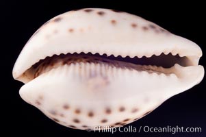 Tiger Cowrie, Cypraea tigris