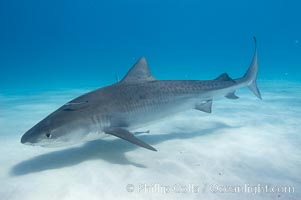 Tiger shark, Galeocerdo cuvier