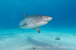 Tiger shark, Galeocerdo cuvier