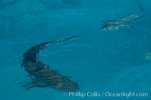 Tiger and lemon sharks gather over the shallow sand banks of the Northern Bahamas, Galeocerdo cuvier, Negaprion brevirostris