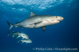 Tiger shark and horse-eye jacks, Galeocerdo cuvier
