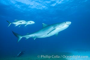 Tiger shark and horse-eye jacks, Galeocerdo cuvier