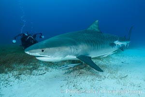 Tiger shark and underwater photographer, Galeocerdo cuvier