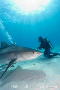 Tiger shark and diver, Galeocerdo cuvier