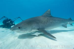 Tiger shark and photographer Keith Grundy, Galeocerdo cuvier