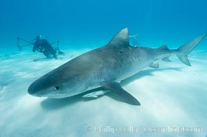 Tiger shark and photographer Keith Grundy, Galeocerdo cuvier