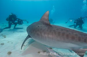 Tiger shark and photographers Ken Howard and Jim Abernethy, Galeocerdo cuvier