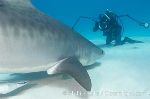 Tiger shark and photographer Ken Howard, Galeocerdo cuvier