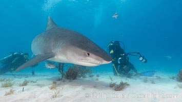 Tiger shark and photographer Jim Abernethy, Galeocerdo cuvier