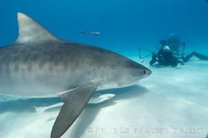 Tiger shark and photographer Keith Grundy, Galeocerdo cuvier