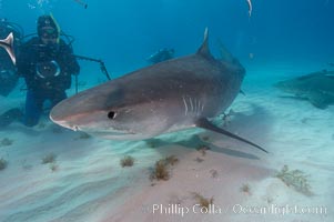 Tiger shark and photographer Ken Howard, Galeocerdo cuvier