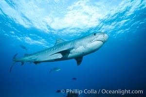 Tiger shark, Galeocerdo cuvier