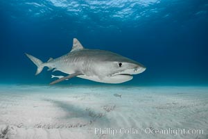 Tiger shark, Galeocerdo cuvier