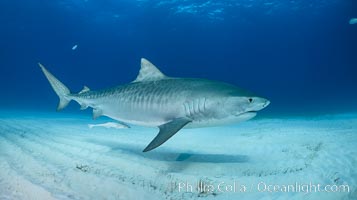 Panorama of a large Tiger shark swimming over white sand, Galeocerdo cuvier