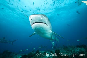 Tiger shark, Galeocerdo cuvier