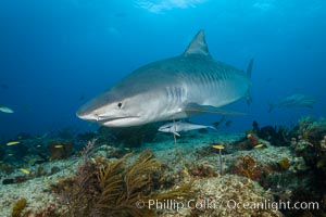 shark galeocerdo cuvier tiger underwater bahamas