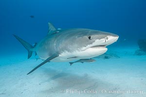 Tiger shark, Galeocerdo cuvier