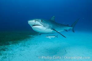 Tiger shark, Galeocerdo cuvier