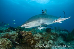 Tiger shark with GoPro mounted on its dorsal fin, Galeocerdo cuvier